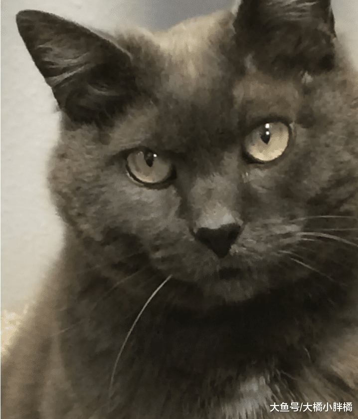 猫咪争宠失败而流浪，7年等待令它不再讨厌小猫，14岁时只想有家