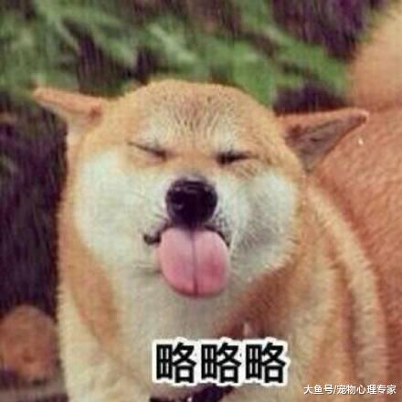 饲养员拾到山猫宝宝， 害怕它活不下去，随后的生活令人羡慕