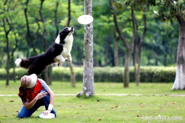 帶狗狗外出運動，這5個做法，可能會使它癱瘓！