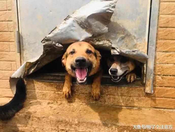 500多块的铁门，就这样被狗子们拆了？