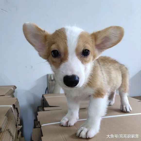 网友给柯基按摩时突然停了，它立刻就站了起来，狗：还要！