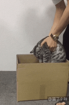 巴基斯坦网络直播开会，忘了关猫咪滤镜，好可爱哦