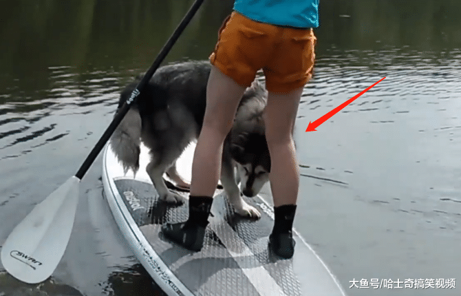 网友带二哈去划船, 结果半途却翻船, 二哈丢下主人自己溜了