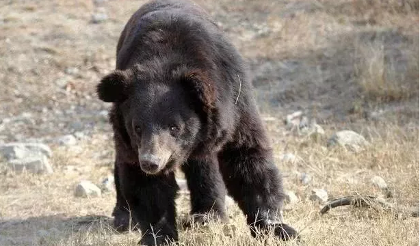 黑熊长期被囚禁，被迫表演与狗搏斗的残忍戏码，十年后终被解救