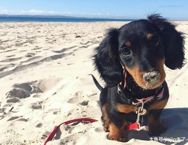八种狗狗拥有的神奇“超能力”，大部分铲屎官都不知道
