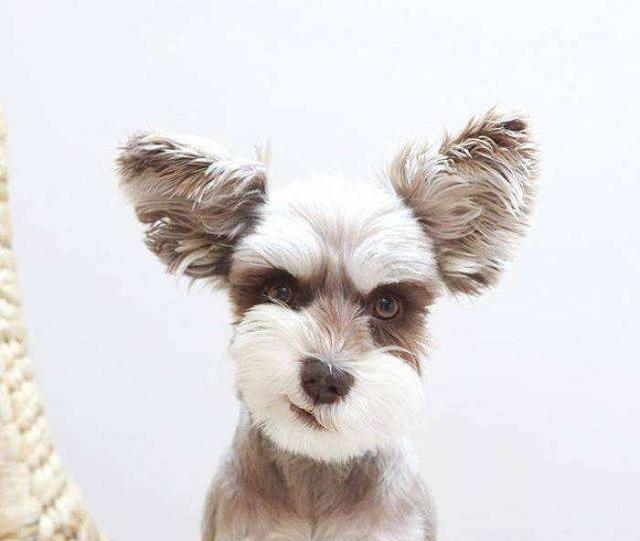 饲养雪纳瑞，一定要立起主人地位！否则不畏强权的它不会给你面子