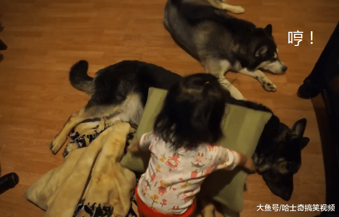 小主人非要跟德牧睡一起，结果二哈扎心了，谁更有安全感？