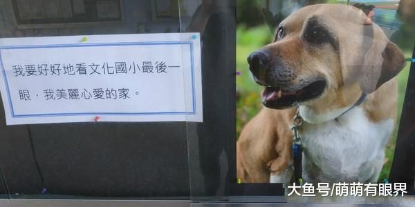 小学校园里的生命教育犬去世，全体师生为它举行追悼会，感谢它一生的付出