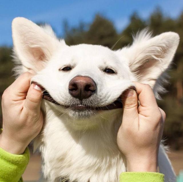 养狗这么多年, 关于狗狗的6个小秘密, 你知道几个?