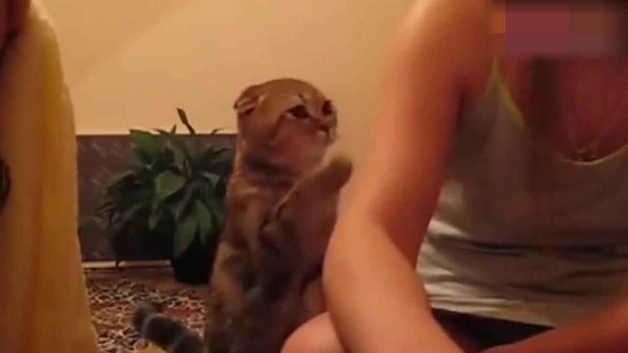 一只粘人的猫咪，晚上不睡觉偏要黏着女主人要摸，超可爱！