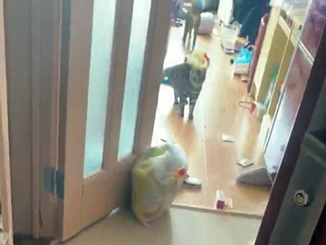 主人過年回鄉，把貓咪留在城里，年后返城打開門后的景象亮了……