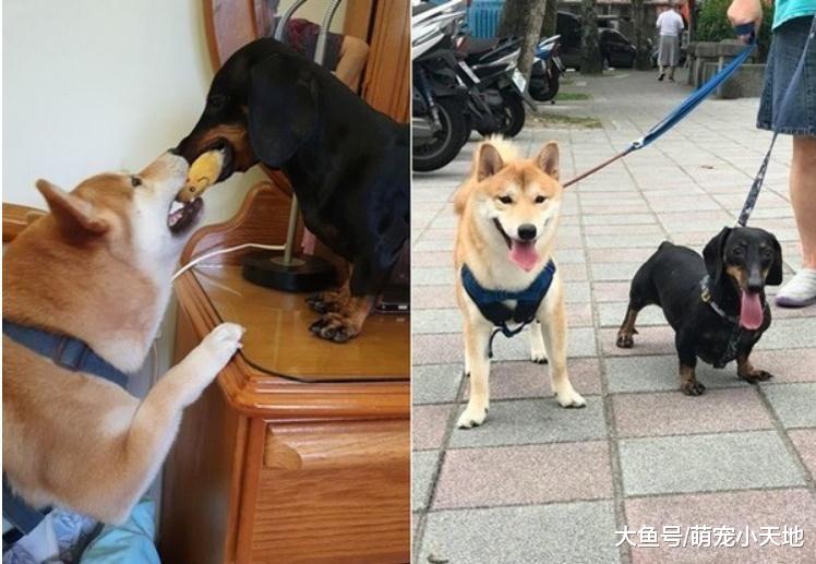 柴柴赖在超市吹免费冷气，见主人走远还灿笑送到门口