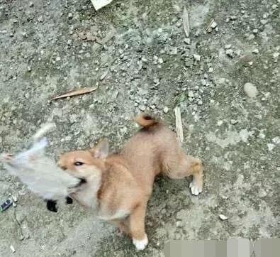 小伙花100元钱买来一只狗准备送妹子，结果买来第一天就崩溃了