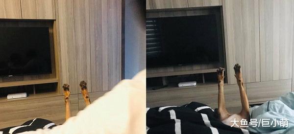 狗狗保姆带小孩，第二天睡得跟僵尸一样，腿直直举起
