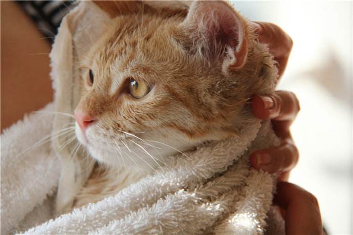 替猫洗澡是武术的一种，学会这三招就能get绝世神功