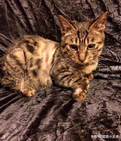 猫咪爽躺6月大孕肚，隔肚皮对小猫奴进行胎教：快出来帮我铲屎！