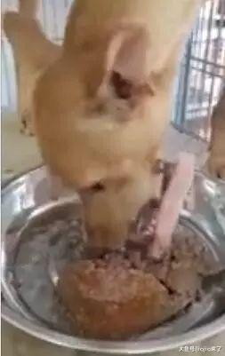 熊孩子为找乐子, 把鞭炮塞进流浪狗嘴里, 结果……