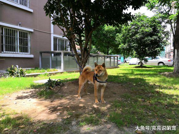 在小区里看到一只土狗，地上的草都被它给踩的不长了