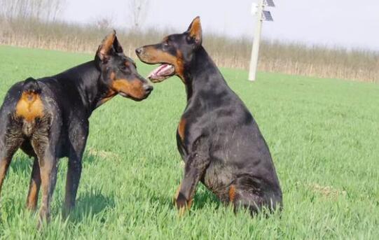 为杜宾犬清洁护理牙齿的妙方法