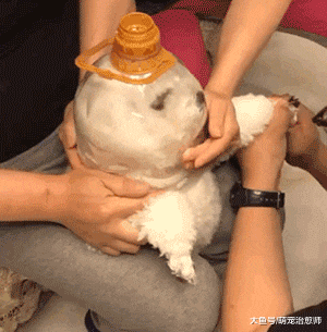 三个人合力给狗狗剪指甲，还用半个瓶子套住它的头，是太空狗吗？