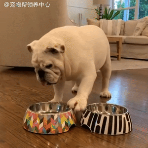 英斗有个小怪癖：带着小碗形影不离，“宠幸”哪个都成烦恼……