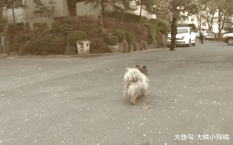 狗狗一直等待主人，10年坐在街上从未放弃，它记住了主人说的话