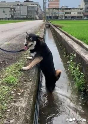 狗狗后腿泡排水沟，吐舌头惬意足浴，刚洗完澡主人快气死了