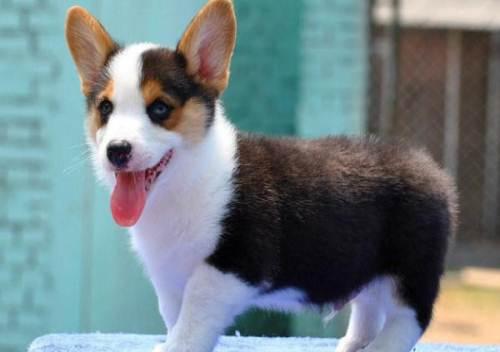 宠物狗狗为什么掉毛的原因，这三个主要，你知道吗？