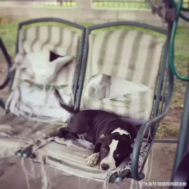 惡作劇的汪星人，看了以后你還想養狗嗎？