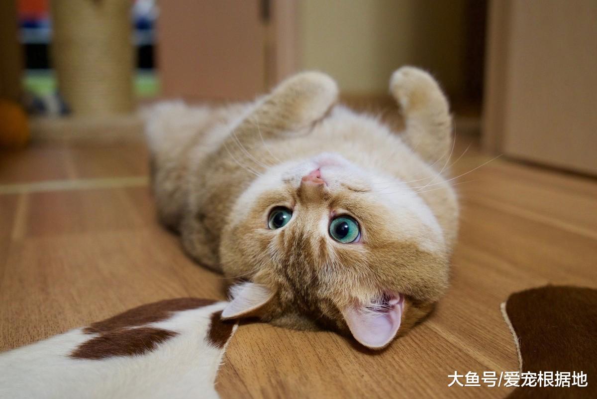 新手选猫时，用这三种方法，帮你选出适合自己的猫！