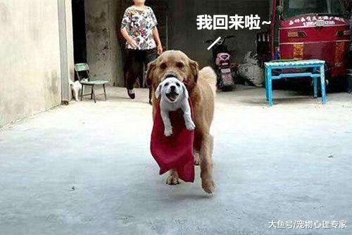 金毛玩耍彻夜未归, 第二天一早带回了一份礼物, 主人看到面露喜色