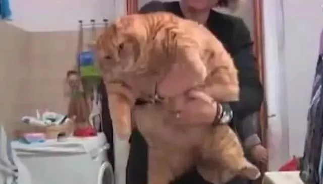 橘猫居然是一只披着猫皮的猪，它们的体型让人惊呆了！