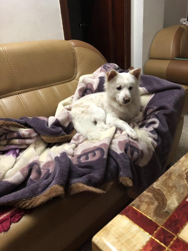 汕头金平区下岐宫下路附近寻找田园犬胖胖