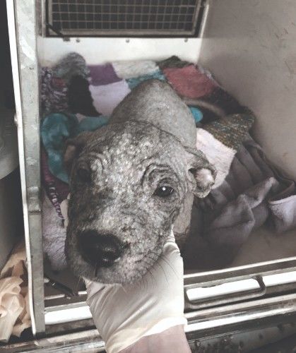 可怜！被遗弃的小狗遭受严重皮肤病，已经完全秃头