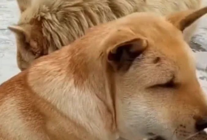 两只土狗捅马蜂窝，结果让人哭笑不得，网友：难兄难弟