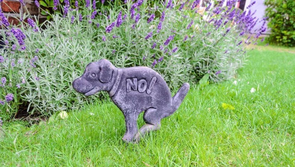 养狗狗有什么需要知道的？——营养饲喂篇