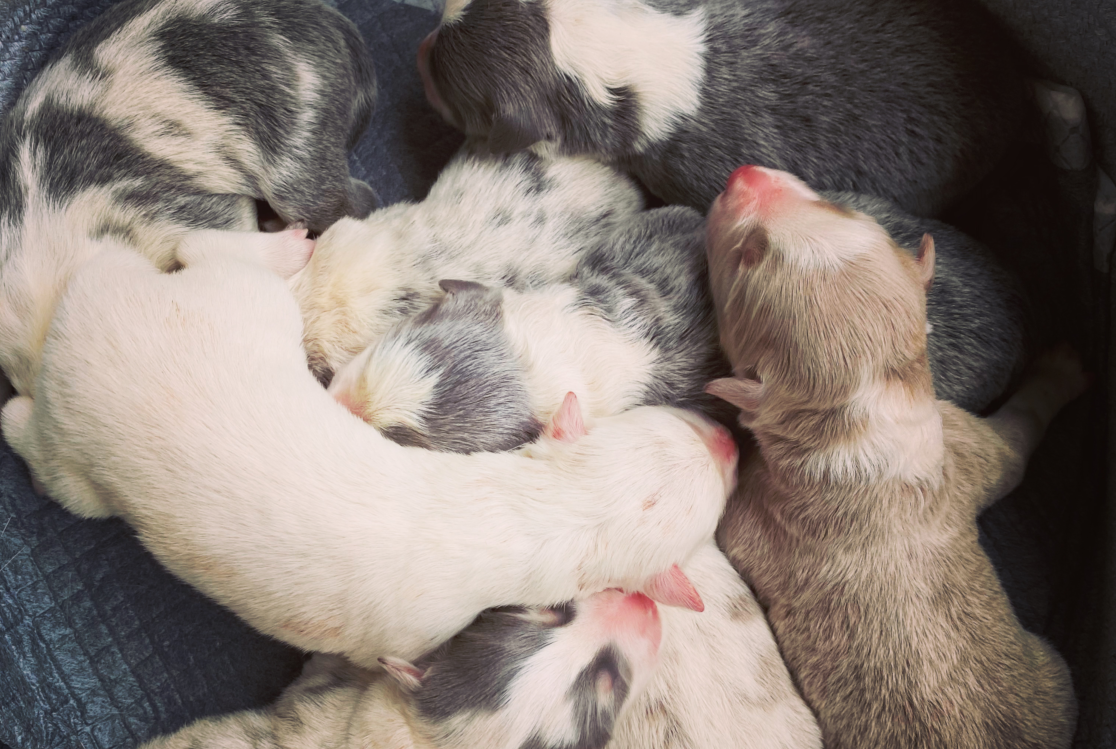 秋冬季家里的边牧狗狗流鼻涕要怎么办？