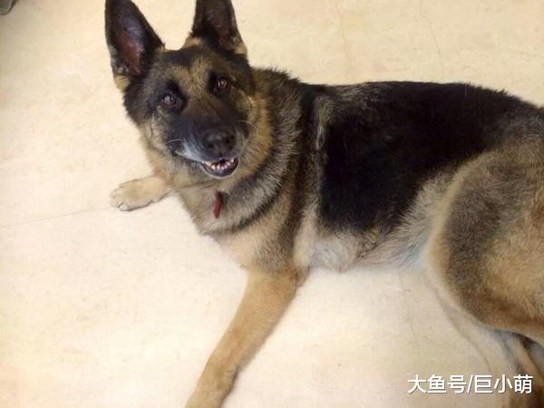 德牧被土狗坐头上，大狼狗凶不凶，果然看面相就知道