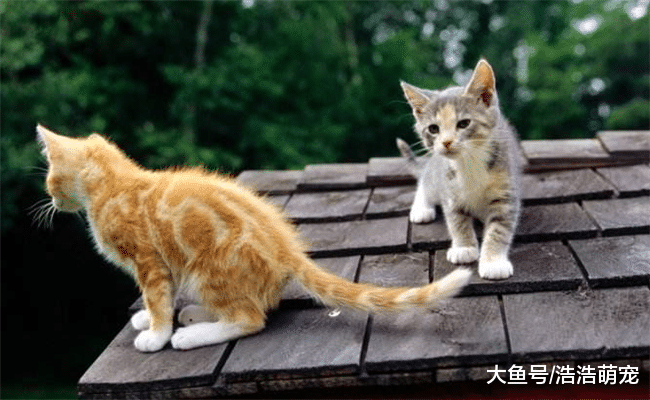 有5件事不要对猫咪做, 它们会感到不舒服, 还会讨厌你