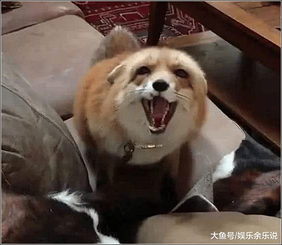 女主买了只猫，邀请闺蜜上门撸猫，结果她一进门吓出一身冷汗