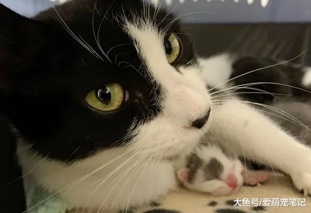 3个来自不同母亲的流浪猫，在“养母”的照顾下茁壮成长，好感动