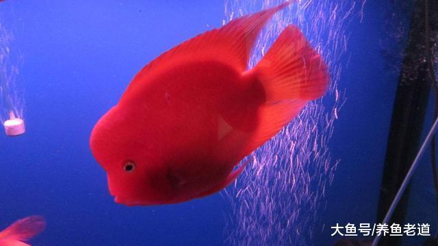 家有一缸觀賞魚，平靜的是心氣純潔的是心靈！