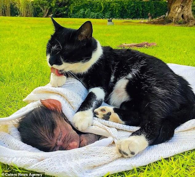 3只孤儿狒狒被救，整天粘着狗妈妈和幼犬抢奶喝，还学会了撸猫