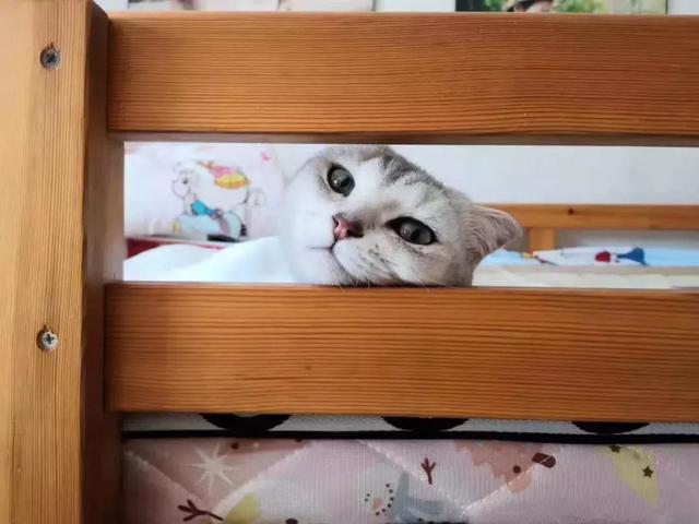 广东地区的小猫咪在夏日40度高温下，究竟过着怎么样的生活？