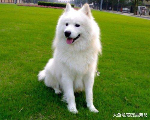 萨摩耶被主人带去剪毛，回家照完镜子后，狗：铲屎的你赔我一身毛