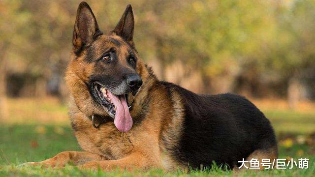 长得像狼一样的狗狗，可不只有阿拉斯加犬，还有这8类犬种