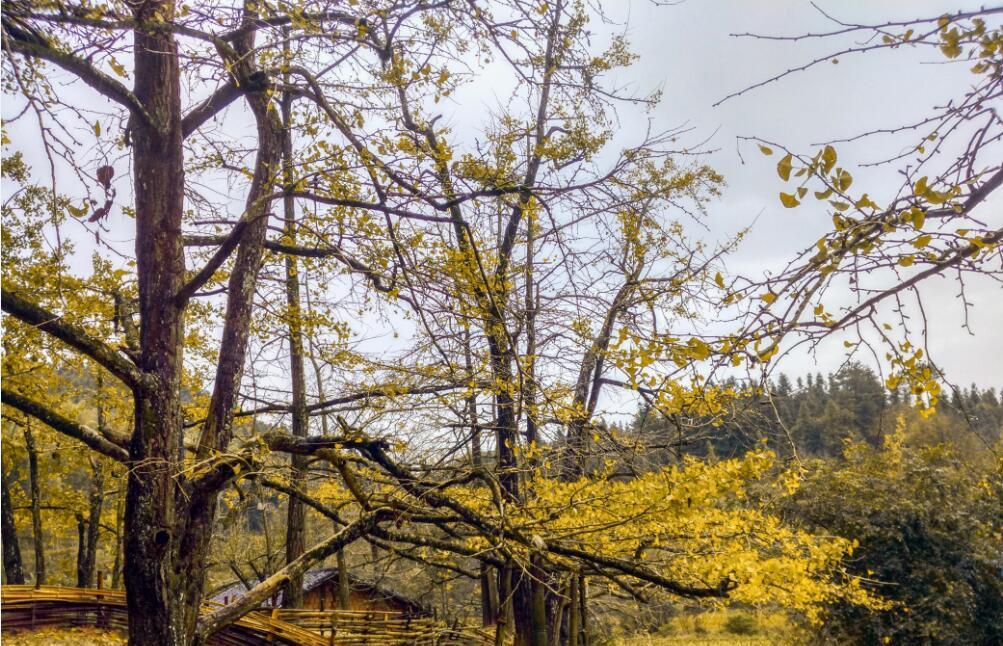 广东最美的银杏风景, 是粤北有名的“银杏之乡”