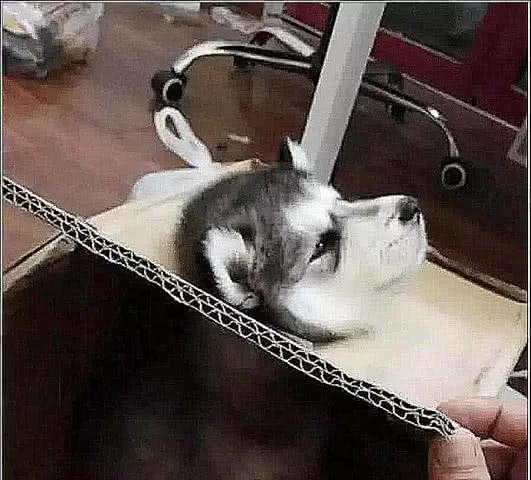 男子网购哈士奇，隔天到了拆箱二哈一脸忧郁：我快挂了知道不