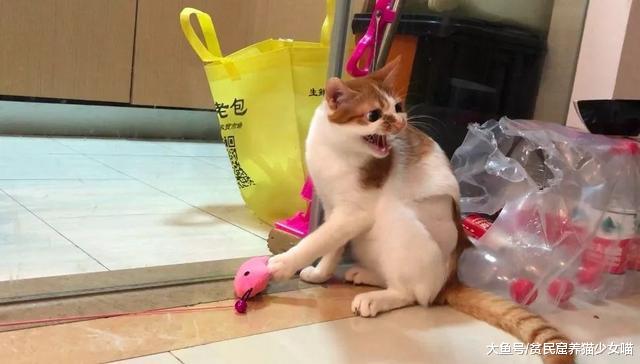 借着这次萌宠大V的风波，来聊聊猫咪应激到底有多可怕