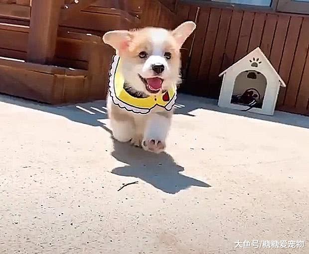 高萌预警！一场小柯基的换装秀，网友：依旧是想偷柯基的一天！